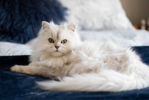 CBD Can Help Your Cat